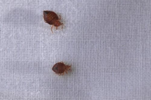2 cimex lectularius