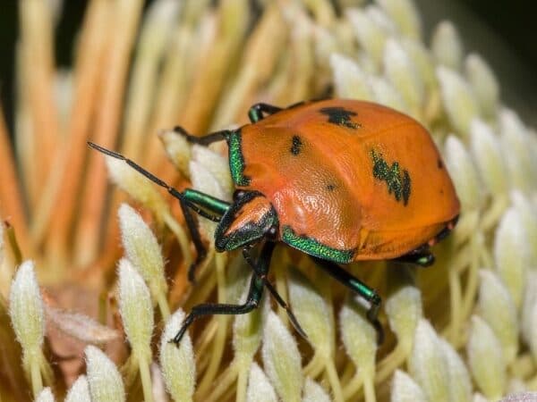 cimice arancione su una pianta