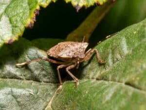 cimice asiatica su foglia di nocciolo