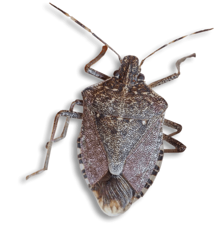 cimice asiatica