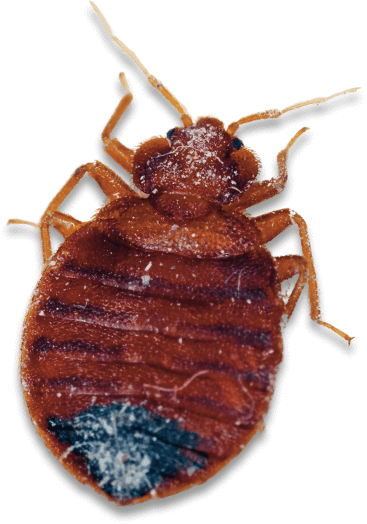 cimice dei materassi