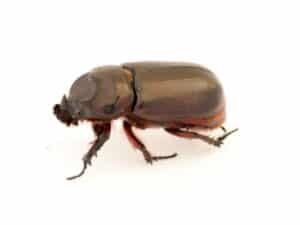 coleottero marrone spesso confuso come cimice del legno