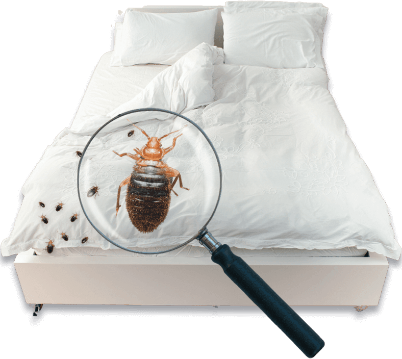 letto con cimici