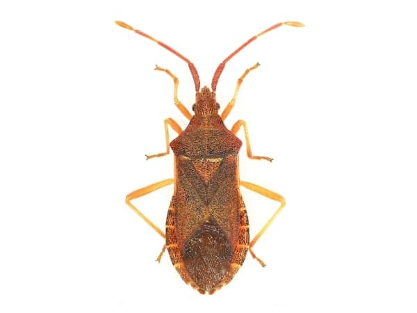 la cimice del nocciolo