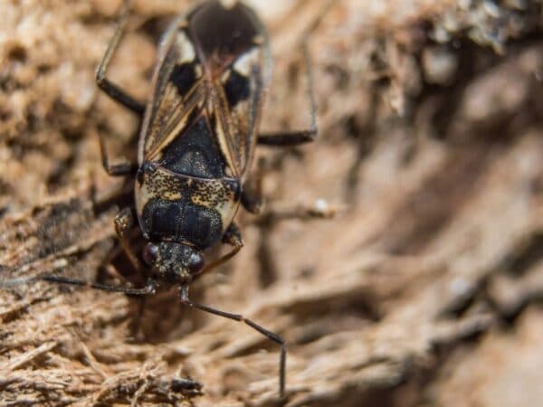 cimice dell'olmo