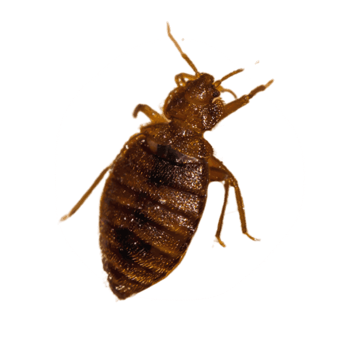 cimice dei letti