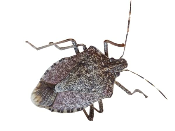 cimice marrone o cimice asiatica