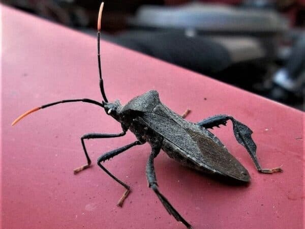 cimice nera con antenne prominenti