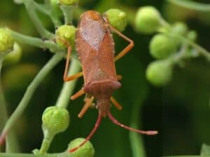 cimice del nocciolo adulta su un ramoscello verde, con caratteristico corpo allungato e marrone chiaro.