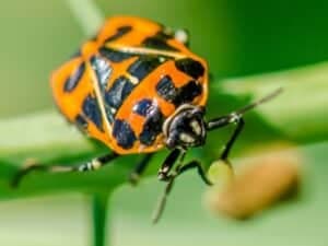 Una cimice dei cavoli poggiata su uno stelo