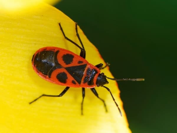 cimice rossonera su un petalo di fiore