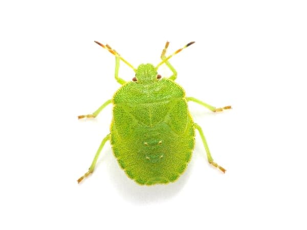 la cimice verde