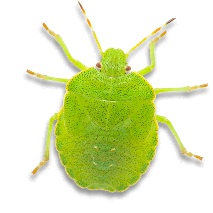 cimice delle piante