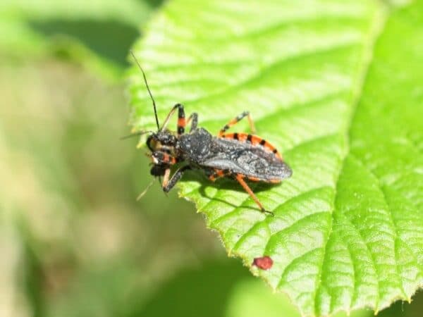 Cimice assassina che attacca una preda su una foglia verde.