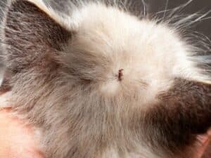 Primo piano di un gatto con una cimice dei letti tra il pelo