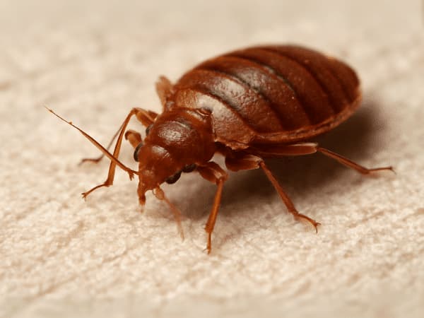 cimici dei letti vivono senza nutrirsi