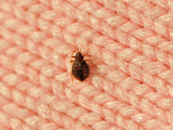 cimice dei letti