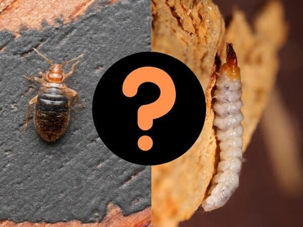 due parassiti spesso confusi con le cimici del legno