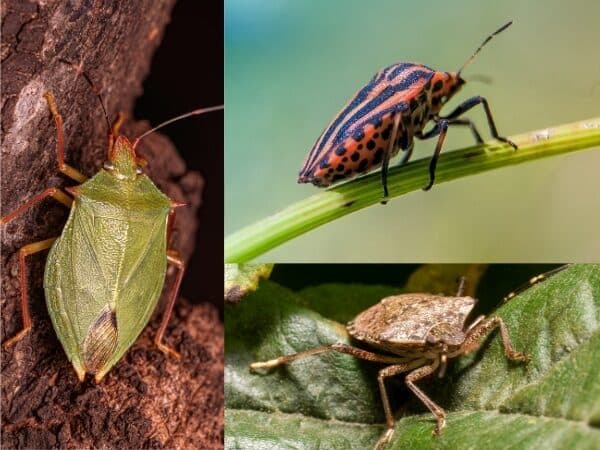 varie specie di cimici delle piante tra cui cimice verde, cimice marrone e cimice a righe rosse e nere