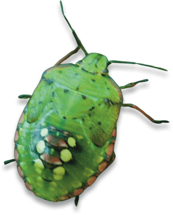 cimice verde
