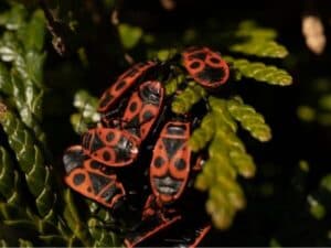 gruppo di cimici rosso e nere raggruppate su una foglia