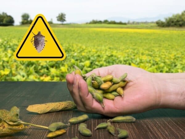 coltivazione di soia con simbolo di pericolo di infestazione cimici