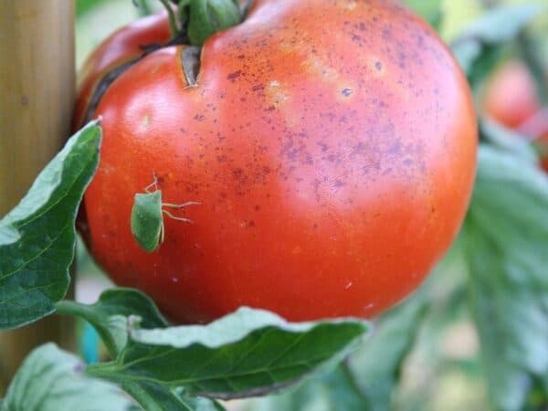 cimice verde sul pomodoro