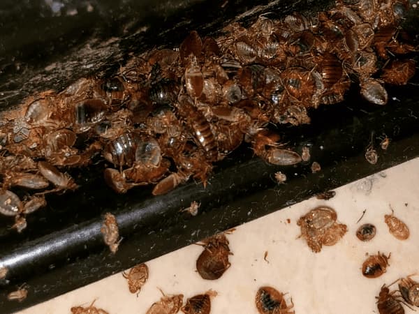 Esuvie traslucide vicino alle giunzioni del letto