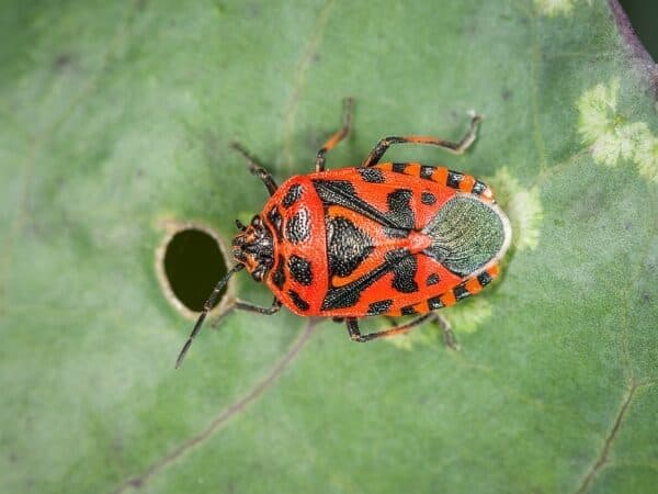 Una cimice del cavolo su una foglia di cavolfiore