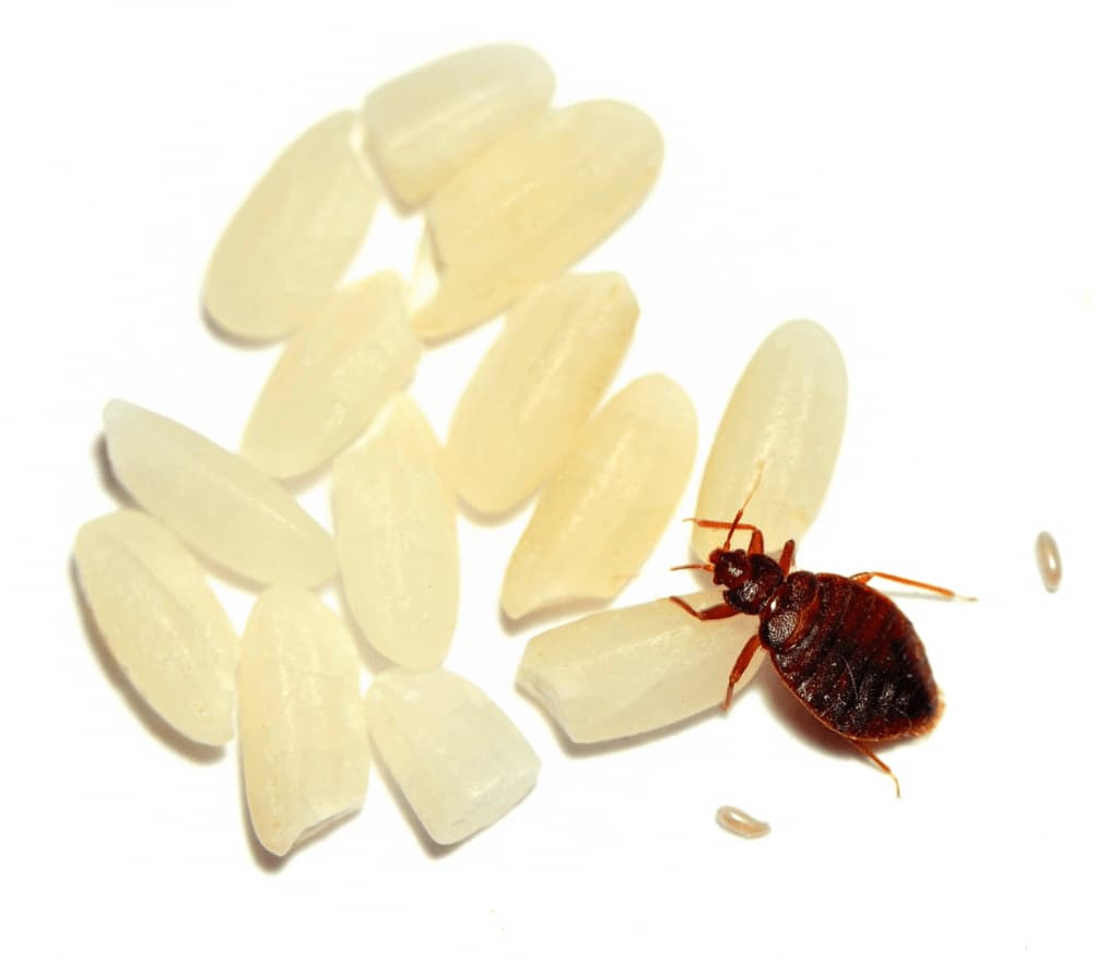 cimice del letto con uova
