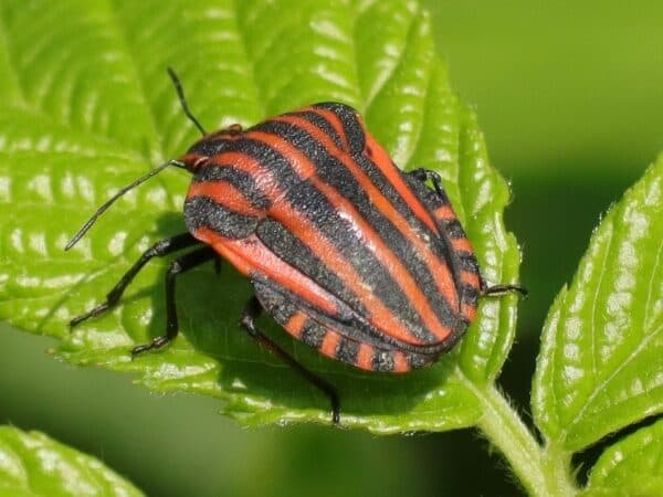 specie di graphosoma italicum su foglia di pianta verde