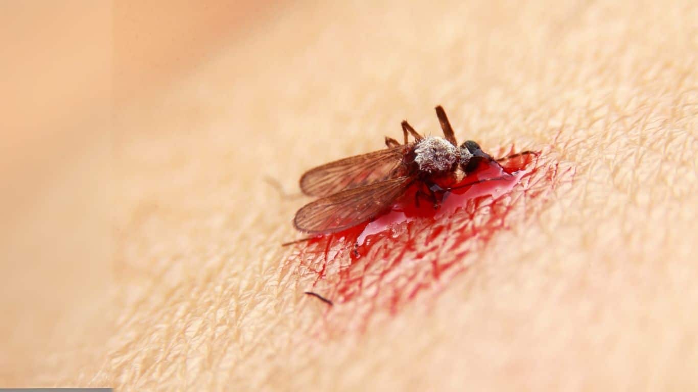 insetto ematofago che ha appena finito di nutrirsi