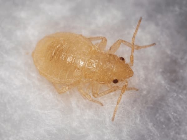ninfa cimice da letto su sfondo bianco