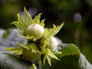 frutto di nocciolo