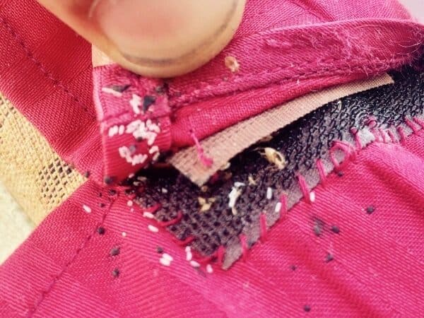 Uova di cimici da letto incastrate nelle cuciture di un tessuto rosso