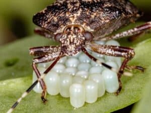 cimice verde che depone le uova sulla pagina inferiore di una foglia