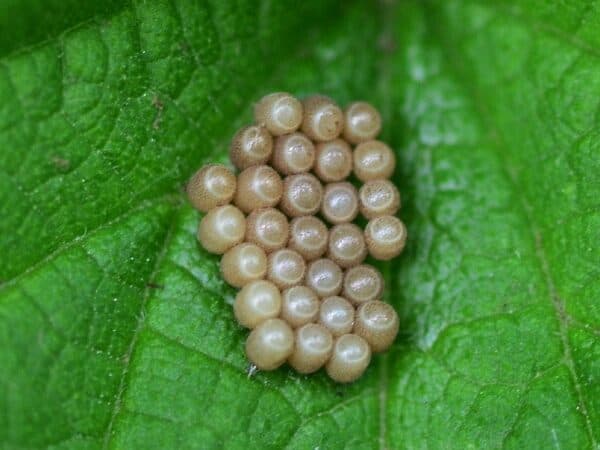 uova di cimice verde depositate su una foglia