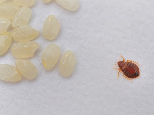 Uova di cimici da letto accanto a una cimice adulta su una superficie bianca