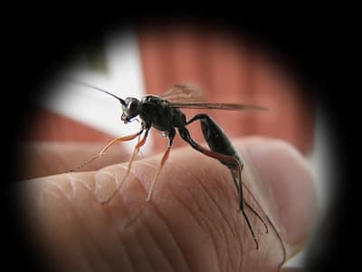 vespa samurai come rimedio biologico contro le cimici asiatiche