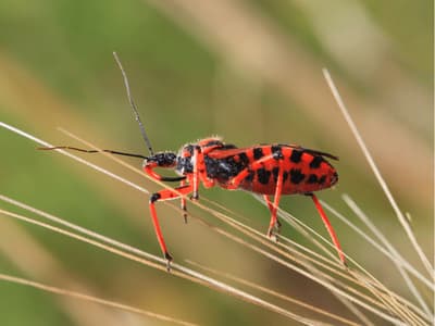 Cimice assassina (Reduviidae) — non vettore di Trypanosoma cruzi in Europa