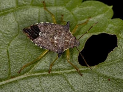 cimice asiatica su foglia di nocciolo simbolo di necessaria lotta biologica