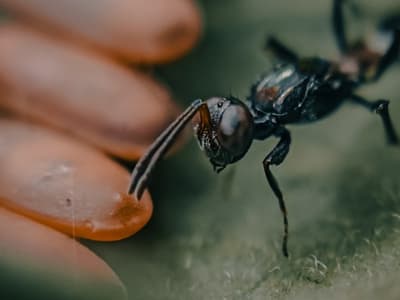 vespa parassitoide predatore naturale delle cimici