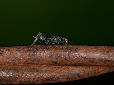 Anastatus bifasciatus predatore delle cimici