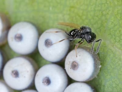 primo piano di una vespa samurai in azione sulle uova di cimice
