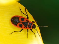 cimice rossonera su un petalo di fiore