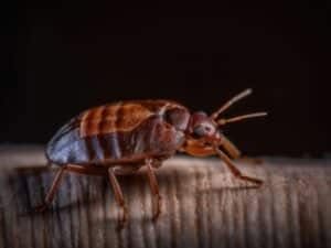 cimice da letto vista con lente di ingrandimento 