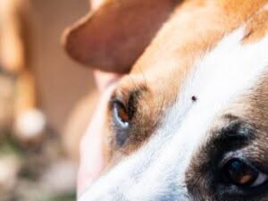 Cimice dei letti sul muso di un cane