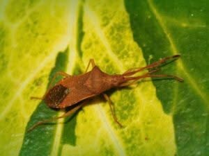Cimice del nocciolo su una foglia con colore marrone e forma affusolata del corpo