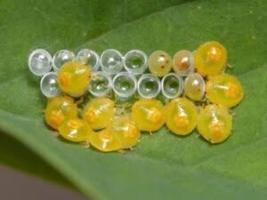  gruppo di uova di cimice verde appena schiuse con le piccole ninfe gialle che emergono dalle uova trasparenti.